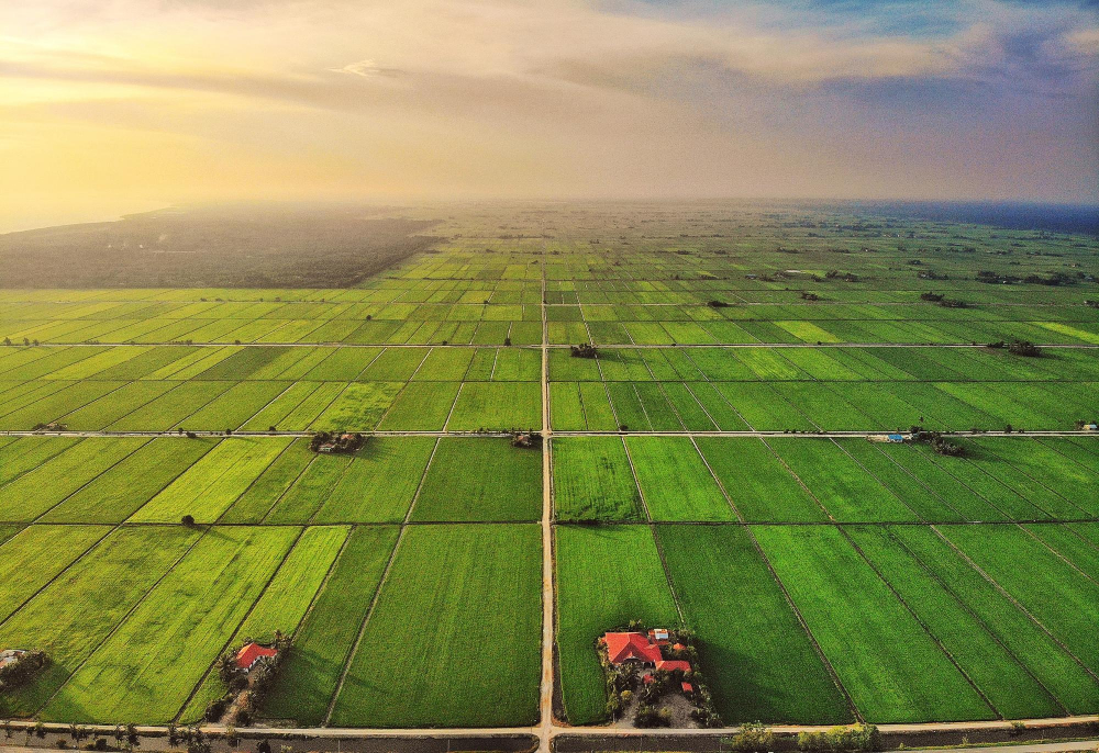 A Vibez-managed farmland in the Western Ghats